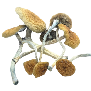 Mazatapec Mushrooms