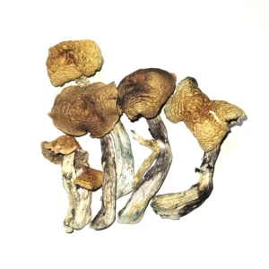 McKennaii Mushrooms