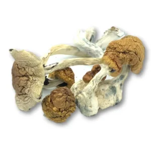 Mexicana Mushrooms