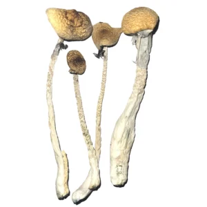 Treasure Coast Mushrooms
