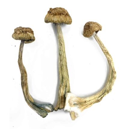 African Transkei Mushrooms