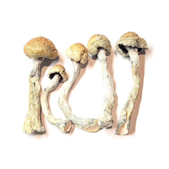 Alacabenzi Magic Mushrooms