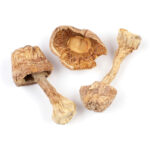Brazilian Mushrooms
