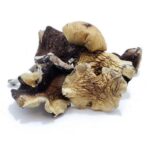 Burma Mushrooms
