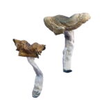 F+ Magic Mushrooms