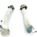 Flying Saucers Mushrooms