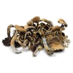 Golden Teacher Mushrooms