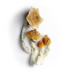 Koh Samui Mushrooms