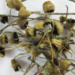 Liberty Caps Mushrooms