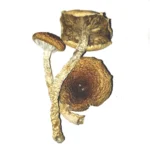 Lizard King Mushrooms