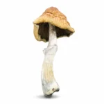 Malabar Mushrooms