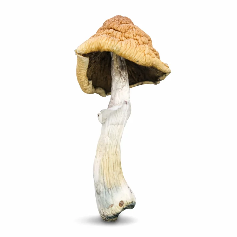 Malabar Mushrooms