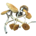 Mazatapec Mushrooms