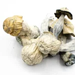 Pearly Gates Mushrooms