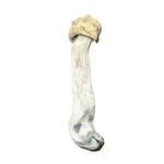Yeti Mushrooms