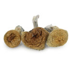 Z Strain Mushrooms