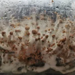 buy mushroom growing kit