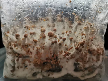 buy mushroom growing kit