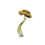 Amazonian Mushrooms